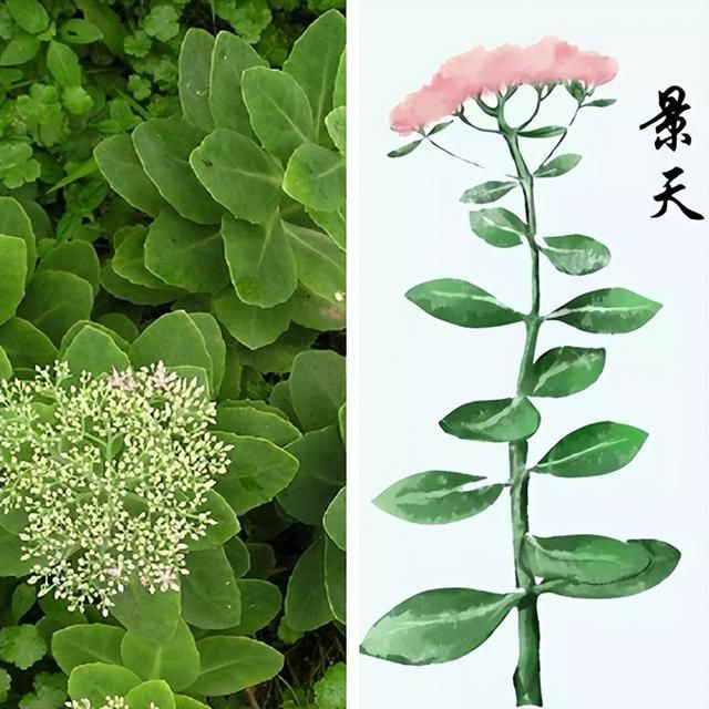 药名传情雪见景天紫萱长卿是谁的dna动了一