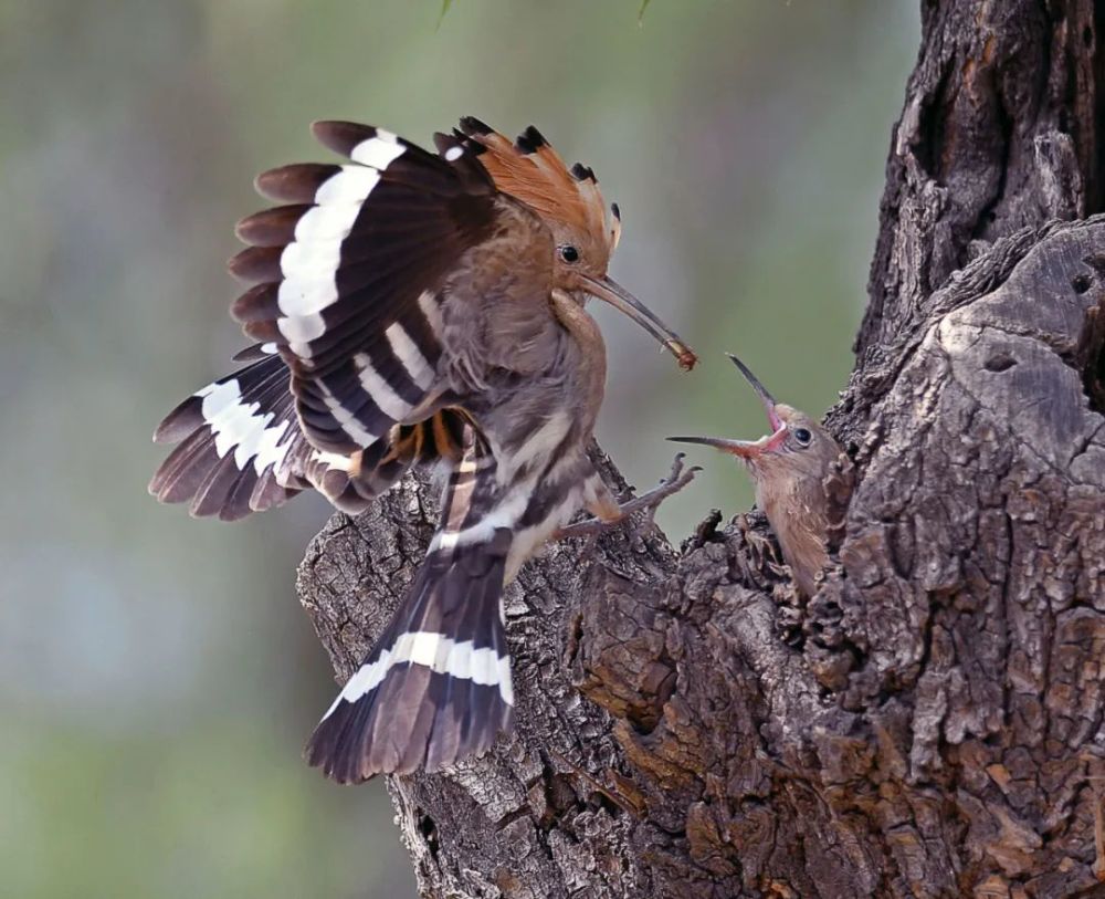 期18】《连莲》作者:罗西干(上海)光影视窗【第154期19】《黑水鸡喂雏