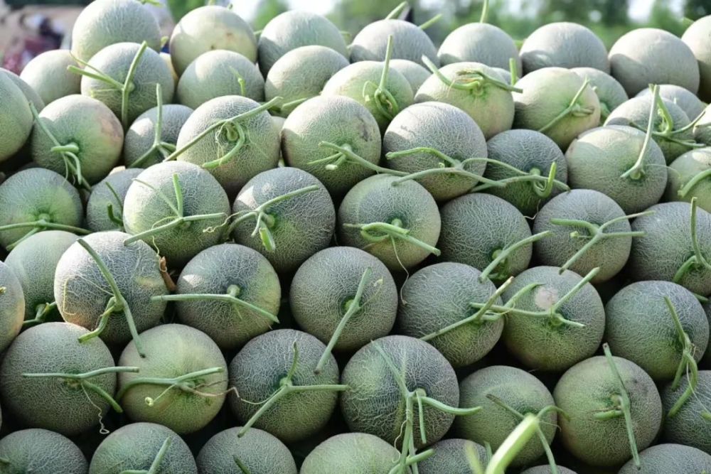 民勤沙漠蜜瓜云上赶集以瓜为媒打造全国乡村振兴样板