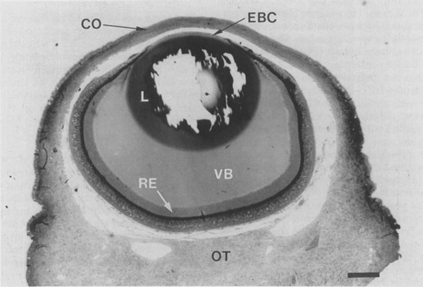 这只海螺老拿眼睛瞪我是几个意思?