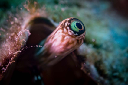 这只海螺老拿眼睛瞪我是几个意思