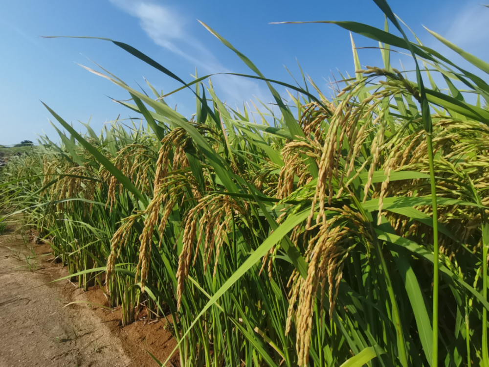 强产业兴城市亩产千余斤惠安规模引进试种旱稻喜获成功