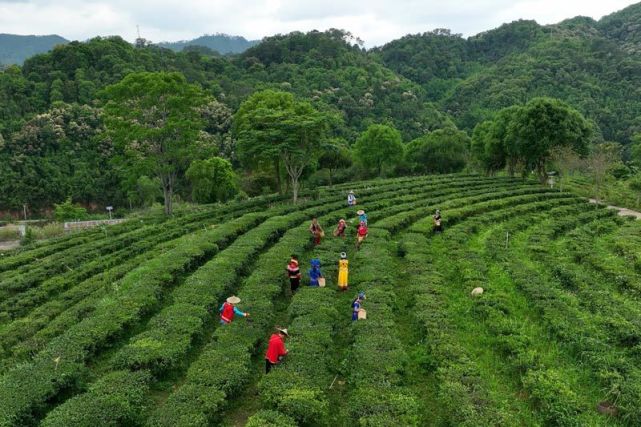 路茶融合路暢民富梧州市蒼梧縣打造鄉村振興半壁江山