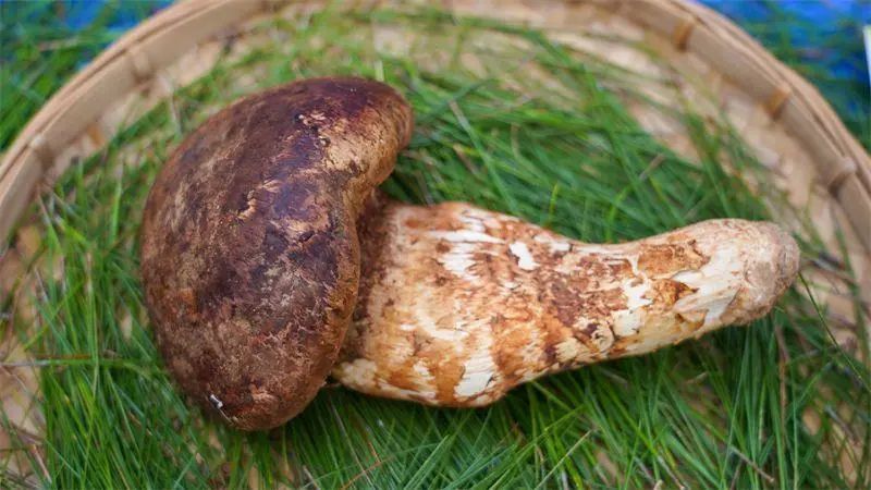采菌喽楚雄南华举办松茸采摘开山仪式