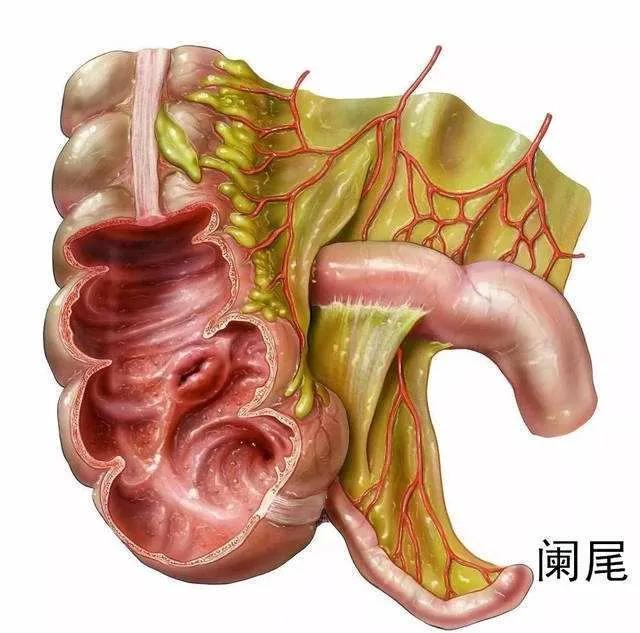 人體最沒用的10大器官很多人已經消失你身上還有幾個