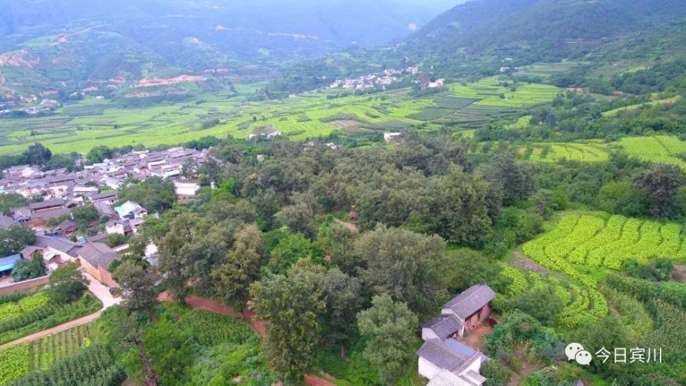 8月6日,地处魚泡江畔的宾川平川镇古底的汉邑小山村张义家院内热热闹