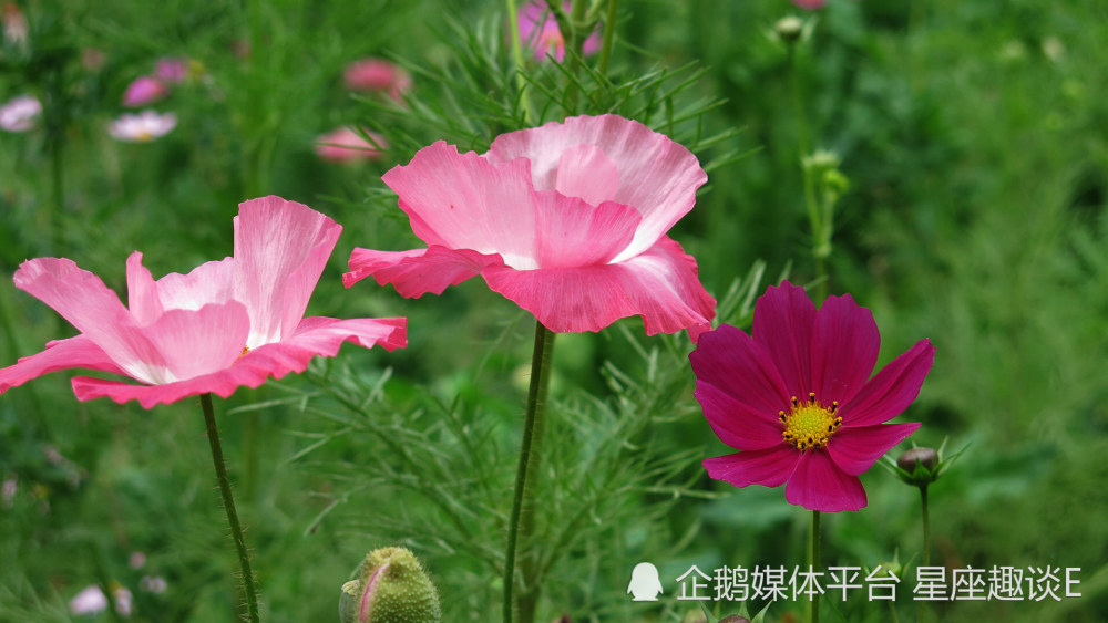 8月9日星座运势 把握契机 实力大增 迎接挑战的四大星座 腾讯新闻