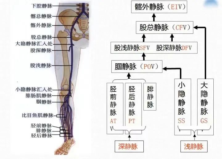 腘窝静脉解剖位置图片