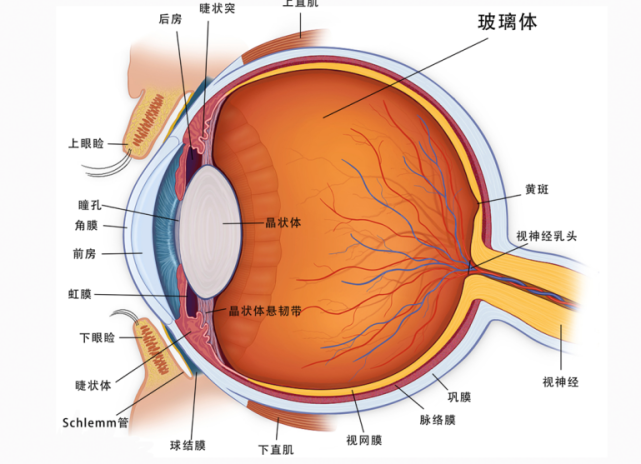 睫状冠图片