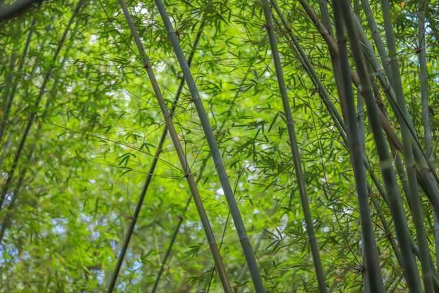 广东面积最大的竹林,在肇庆广宁,堪称南中国最大的氧吧