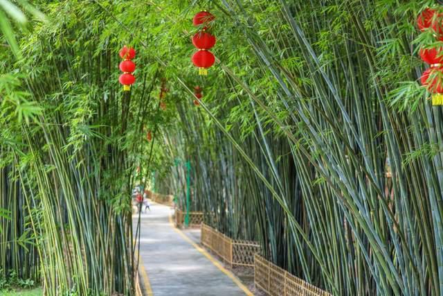 广东面积最大的竹林在肇庆广宁堪称南中国最大的氧吧