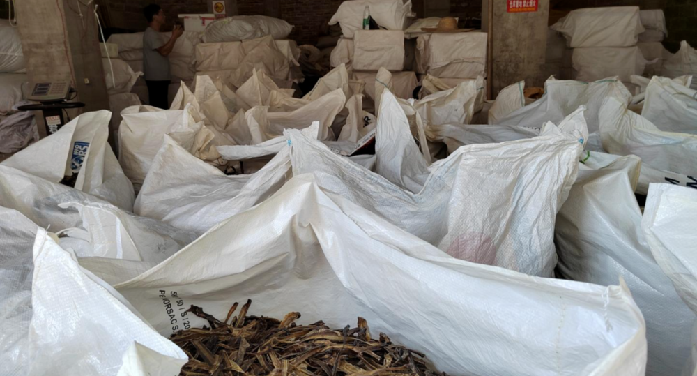 电捕地龙之痛:野生蚯蚓遭"灭绝式"捕杀,已成产业链,价格涨5倍