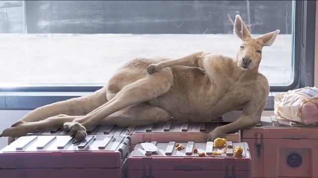 独行月球:结局袋鼠死了没,独孤月最后没有抛弃金刚鼠