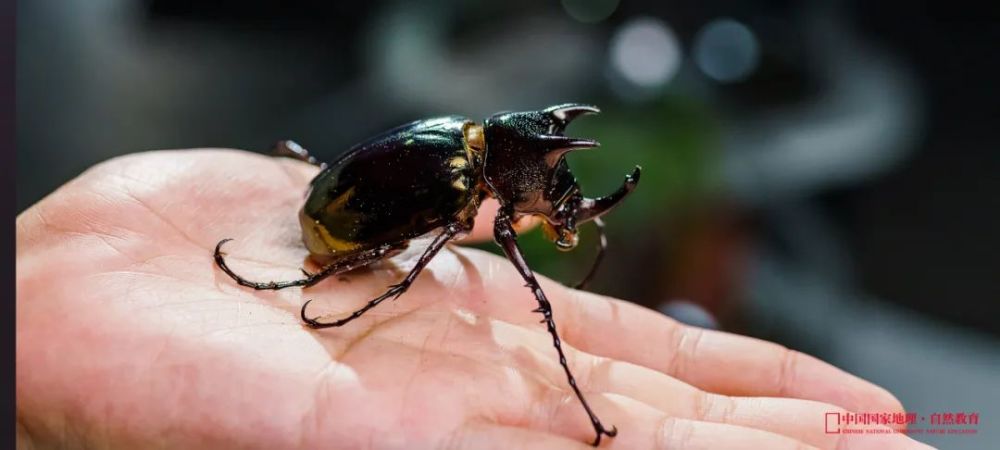 《萌芽與獨角仙》昆蟲主題巡展·南京站_騰訊新聞