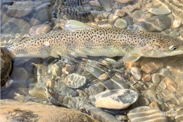 青海开展川陕哲罗鲑栖息地种群重建活动