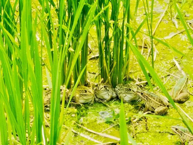 稻蛙共育有钱景