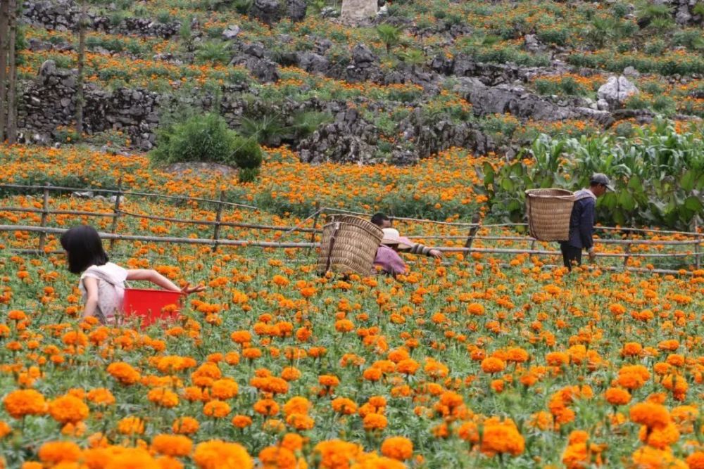 兴义市捧乍镇:万寿菊花开山乡 农民增收采摘忙～_腾讯新闻