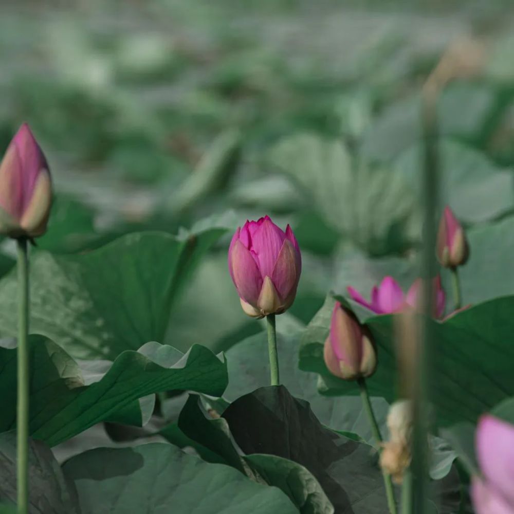 半开 曦日映射一隅粉红包幽香一塘碧绿翠叶小荷才露尖尖角饱满鲜嫩