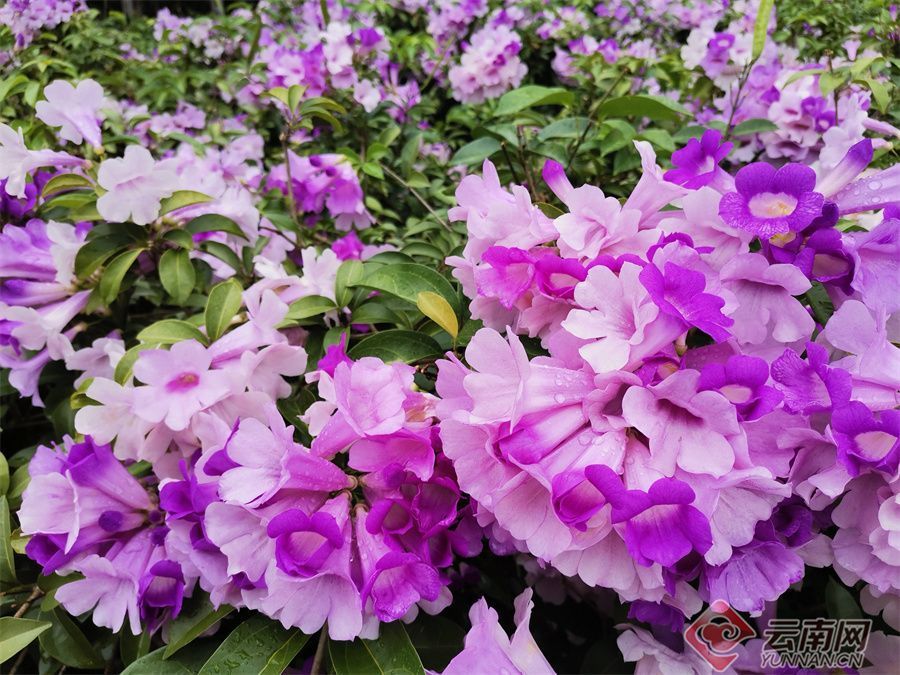 早安云南西双版纳热带花卉园一花一世界一草一春秋