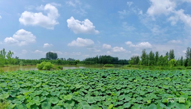 柘城惠济河图片