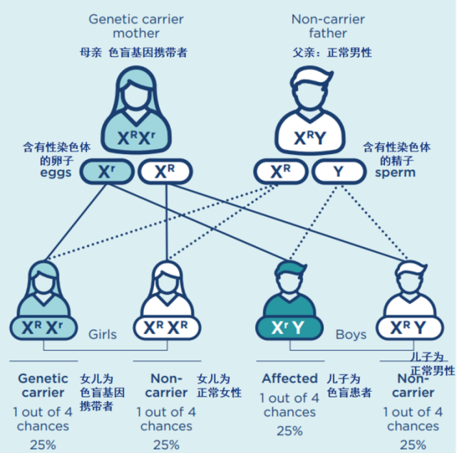 色盲遗传方式图解图片