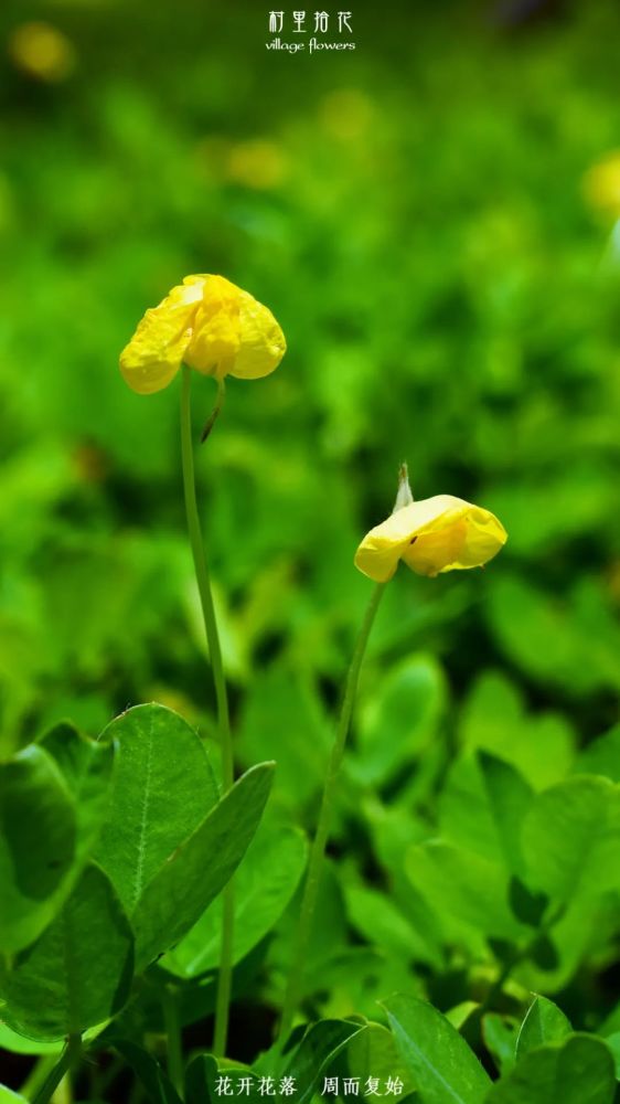 蔓花生 看这个蔓字 就知道不是你口中嚼着的花生了 腾讯新闻