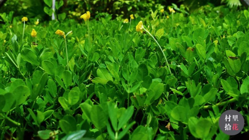 蔓花生 看这个蔓字 就知道不是你口中嚼着的花生了 腾讯新闻