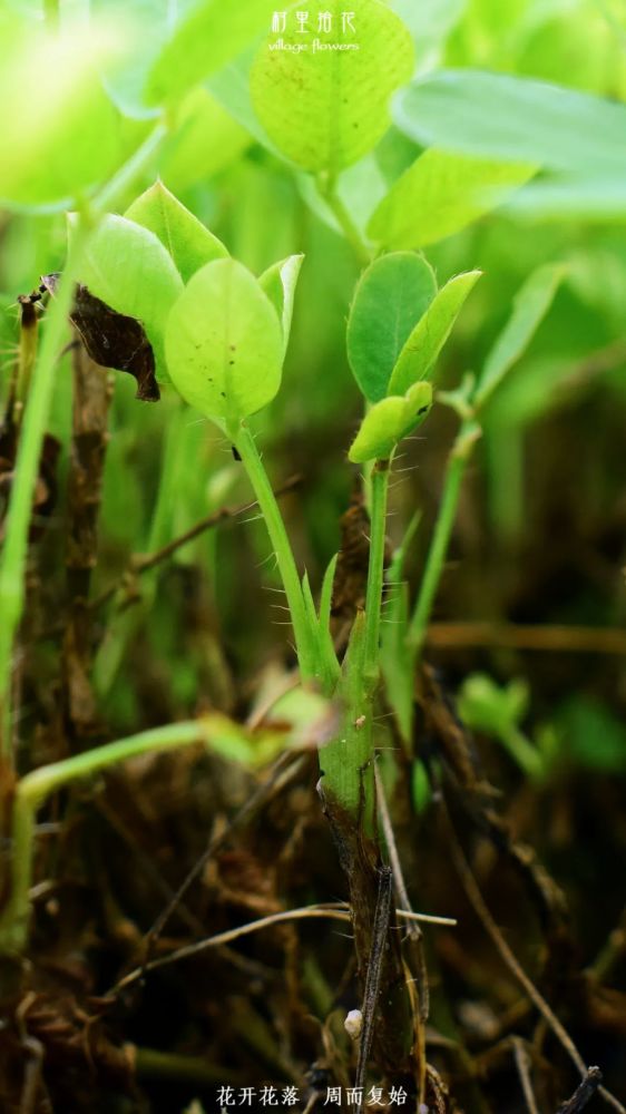 蔓花生 看这个蔓字 就知道不是你口中嚼着的花生了 腾讯新闻