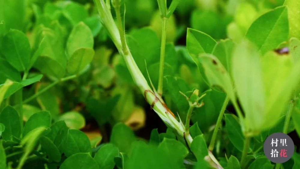 蔓花生 看这个蔓字 就知道不是你口中嚼着的花生了 腾讯新闻