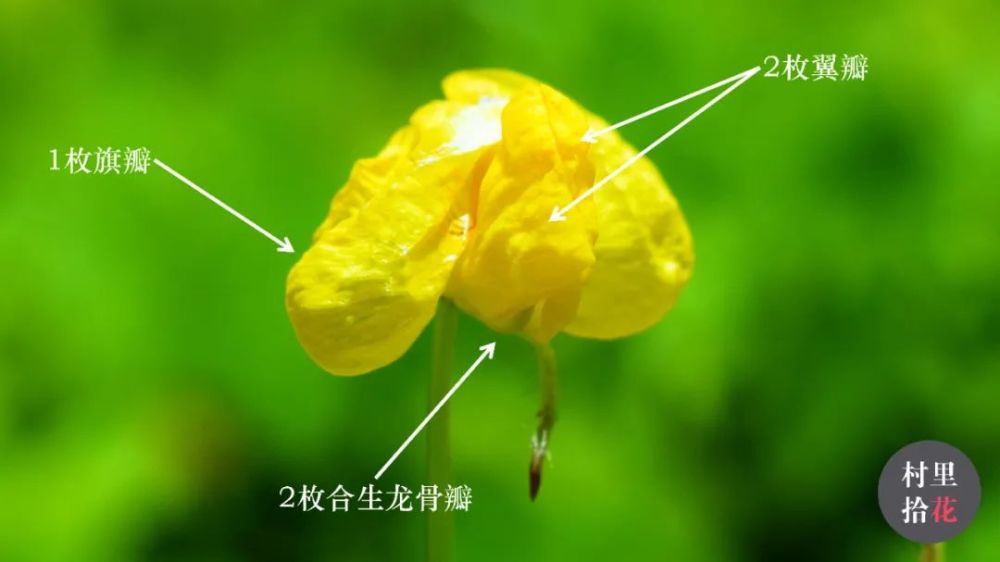 蔓花生 看这个蔓字 就知道不是你口中嚼着的花生了 腾讯新闻