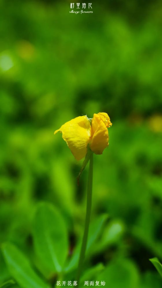 蔓花生 看这个蔓字 就知道不是你口中嚼着的花生了 腾讯新闻