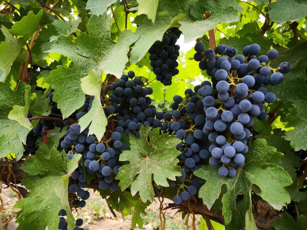 记者从宁夏贺兰山东麓葡萄酒产业园区管委会获悉,首届宁夏"马瑟兰"