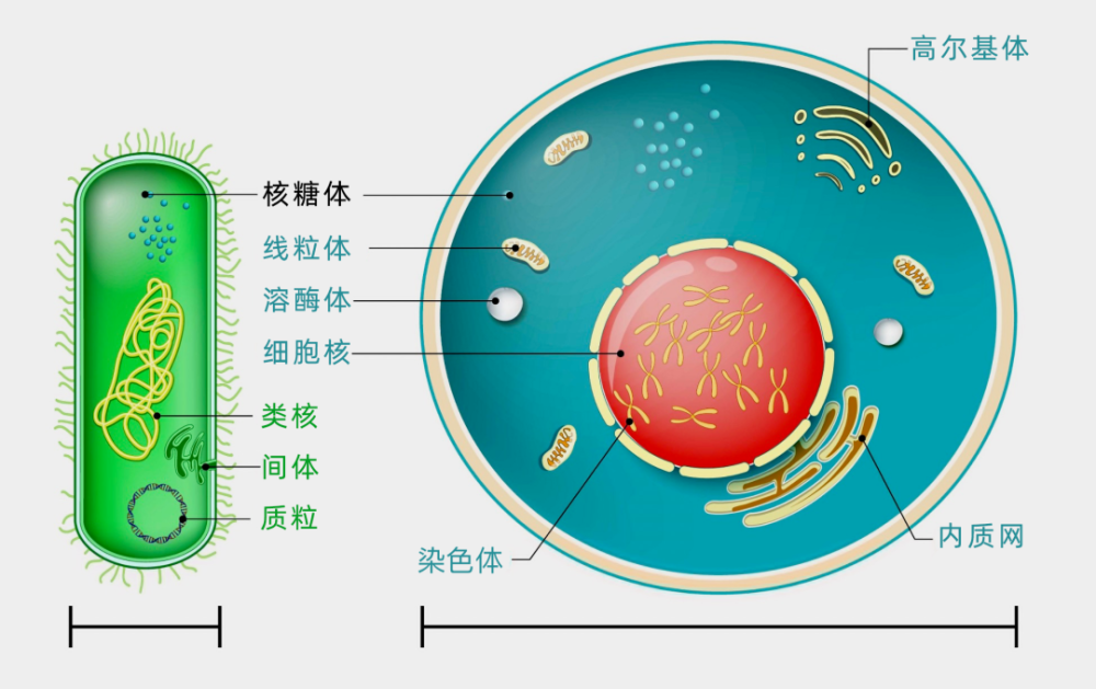 直到大约35亿年前,细胞生命出现后,没有细胞核和其他详细内部结构的