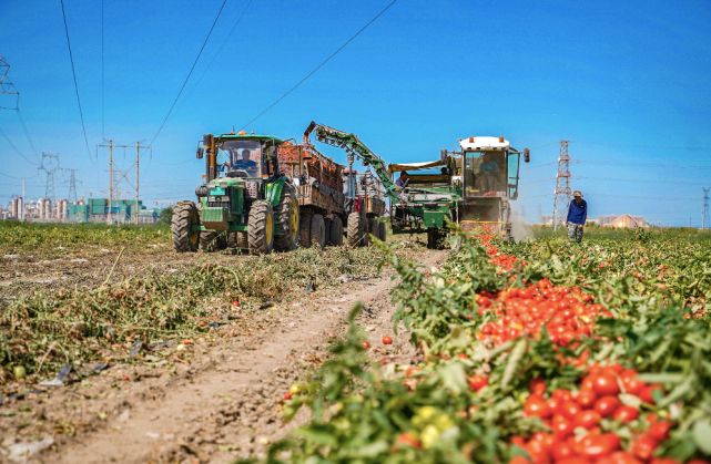 番茄|农场|农业|王瑞文|胡泽玮|三坪农场