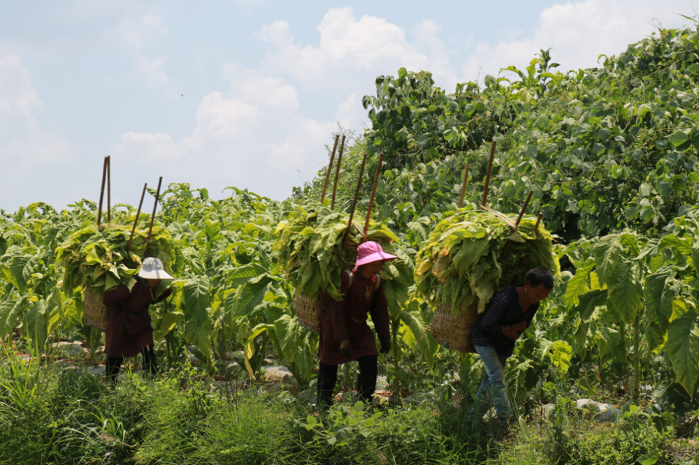 种植大户桑忠近已连续发展烤烟20余年,在他位于青杠塘镇坪坝村的种植