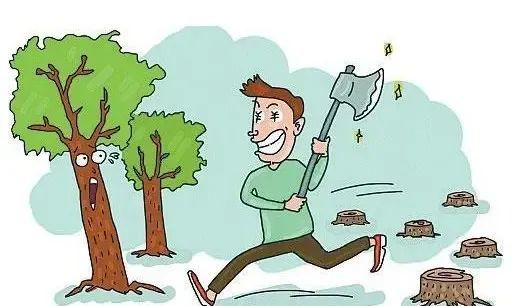 2017年11月,漳浦县旧镇镇青年场山地上的80亩巨尾桉被乱砍滥伐,这是一