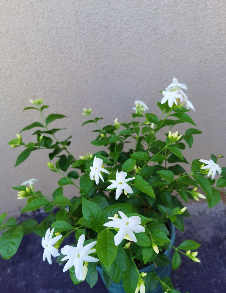 茉莉花界的"香气之王"—笔尖茉莉,好养还爱开花,一花香一室-舞儿网