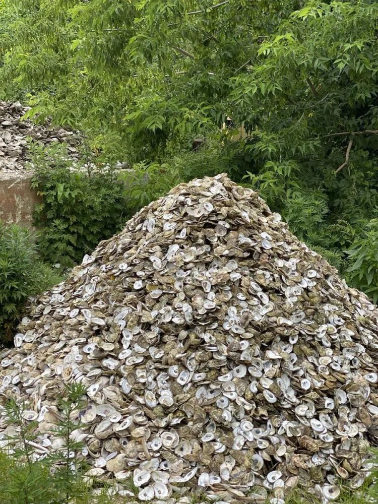 可持续时尚｜海毛纱——废弃牡蛎壳也有大用处