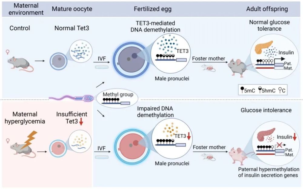 Science Bulletin｜配子源性疾病：表观遗传机制研究前沿进展_腾讯新闻