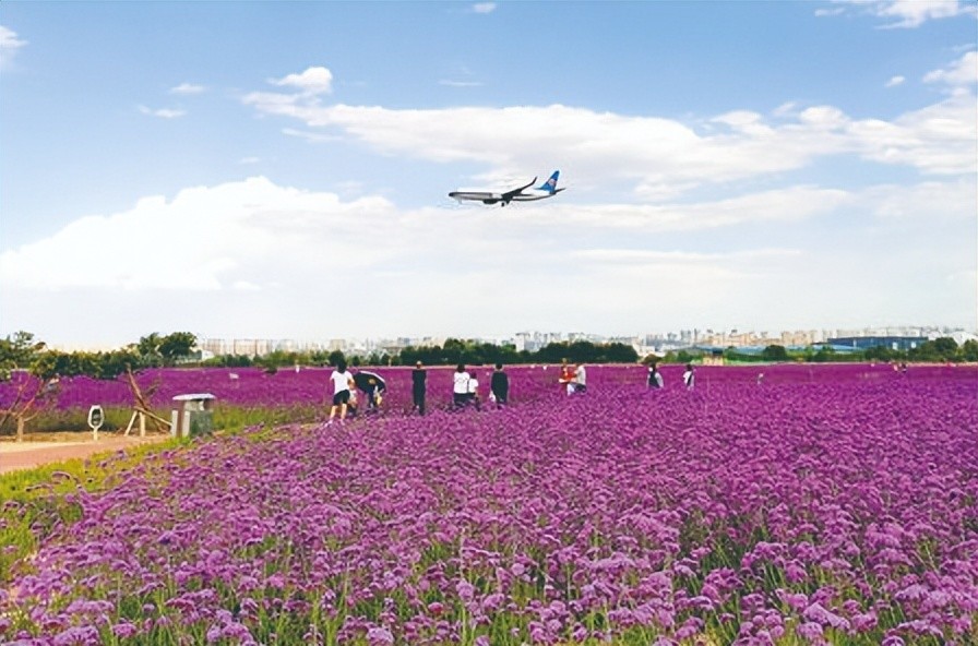 免费开放兰州这片神秘花海刷屏多图直击错过要等明年