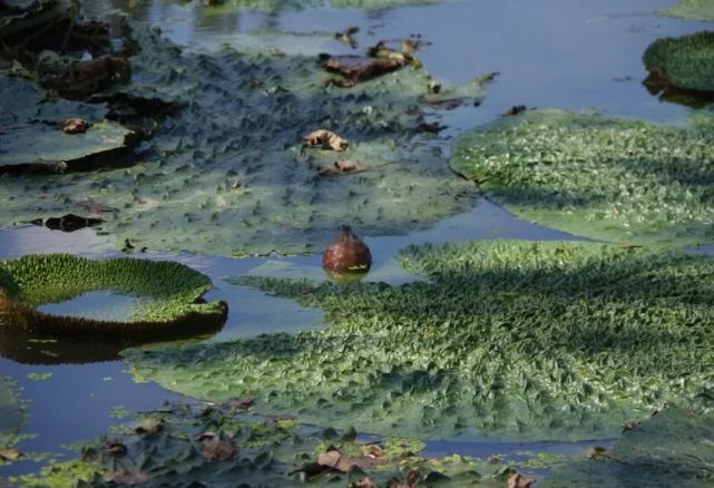囤一点软糯弹牙的苏州鸡头米告别夏天