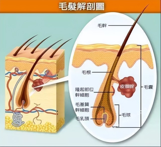 毛基質幹細胞,毛乳頭等等而毛根是在表皮的下面,生長在皮膚內,我們看