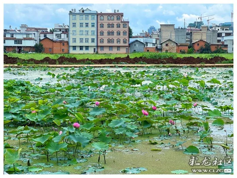 呈贡江尾村图片