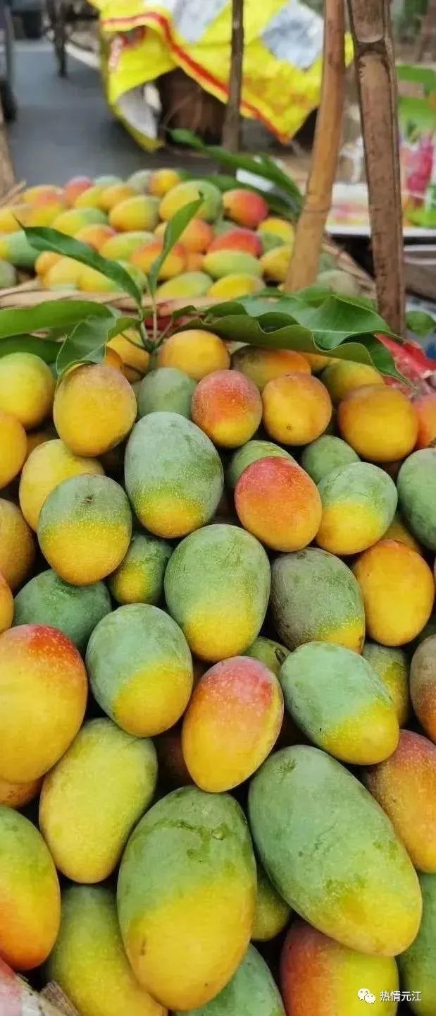 元江招商|瓜果飘香 邀您来打造热带水果商贸城