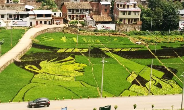 宣威市海岱镇大栗树村:彩色水稻万寿菊扮靓省级文明村