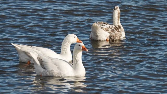 七月半客家人为什么要吃鸭子