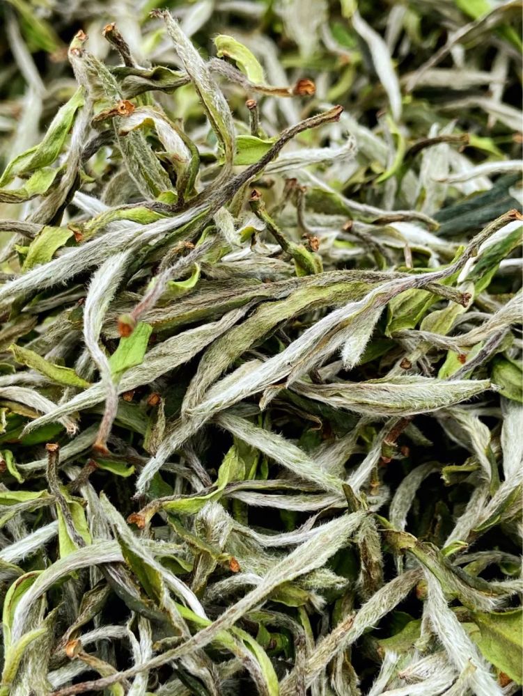 白牡丹新茶能泡几次( 白牡丹新茶能泡几次水 )