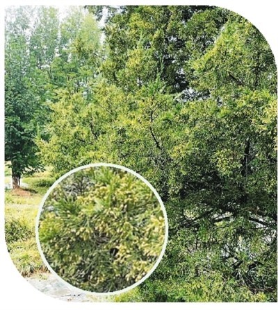 "立秋过后,花粉过敏怎么办?