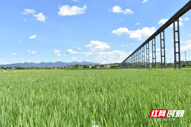 安仁县安平镇上街居委会架设电排全力抗旱保丰收