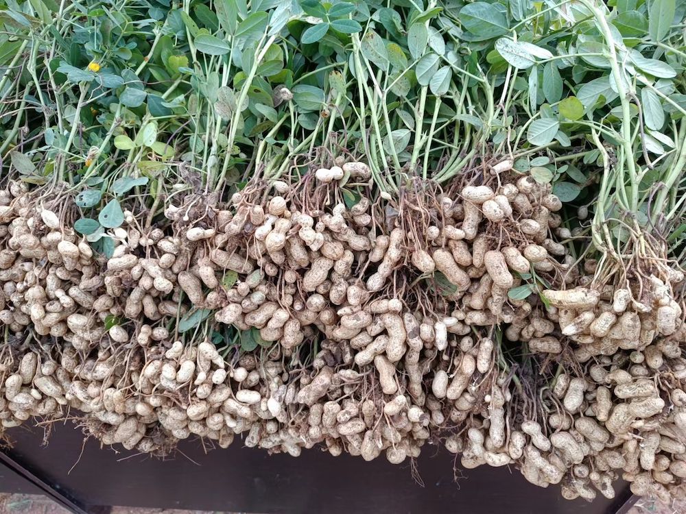 三台水果花生丰收 口感更好热量更低_腾讯新闻